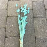 Tørrede turkis Phalaris buket 