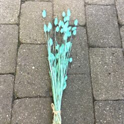 Tørrede turkis Phalaris buket 