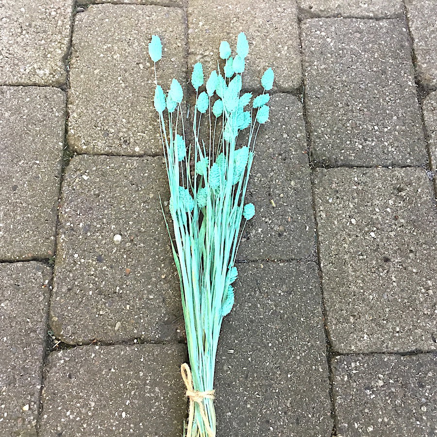 Tørrede turkis Phalaris buket