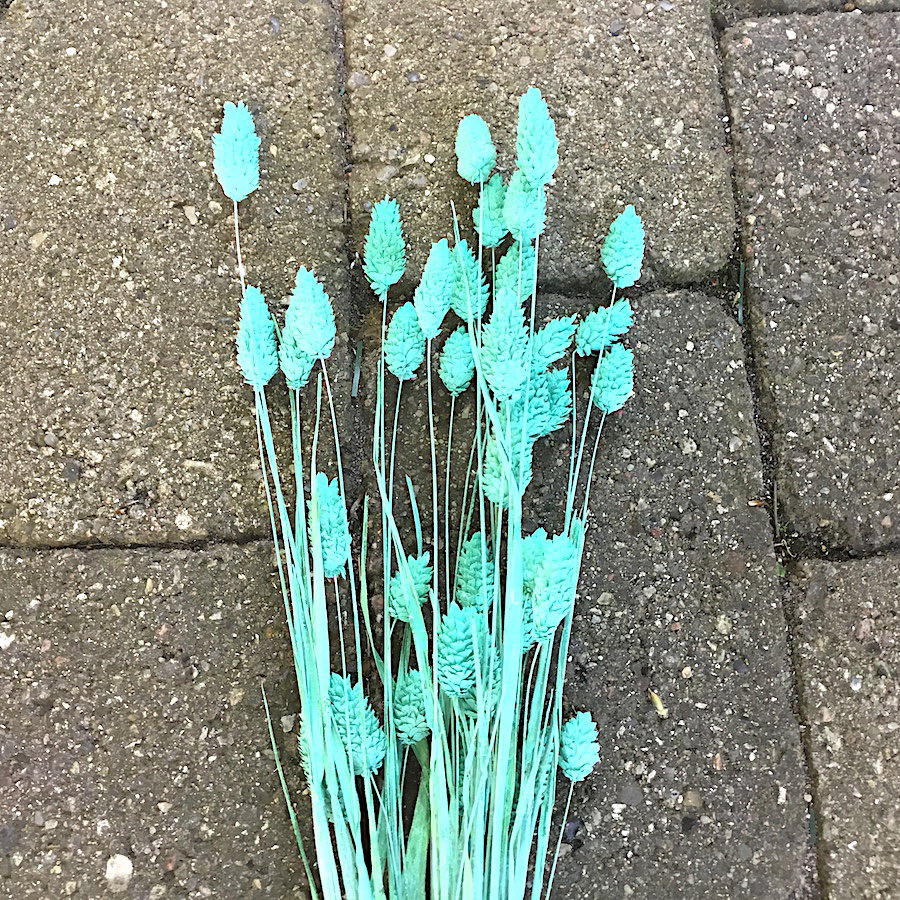 Turkis dekorativ tørrede Phalaris - Billede 3