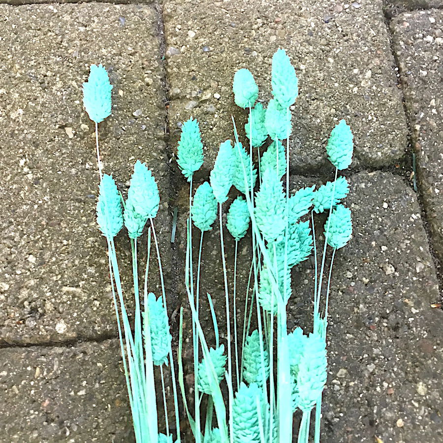 Turkis dekorativ tørrede Phalaris - Billede 5