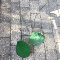 Alternative view of Åkandeblad på lang stilk