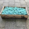 Islandsk mos præserveret – Aquamarin