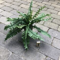 Alternative view of Meget naturtro bregne i lerpotte