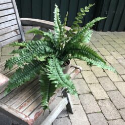 Meget naturtro bregne i lerpotte