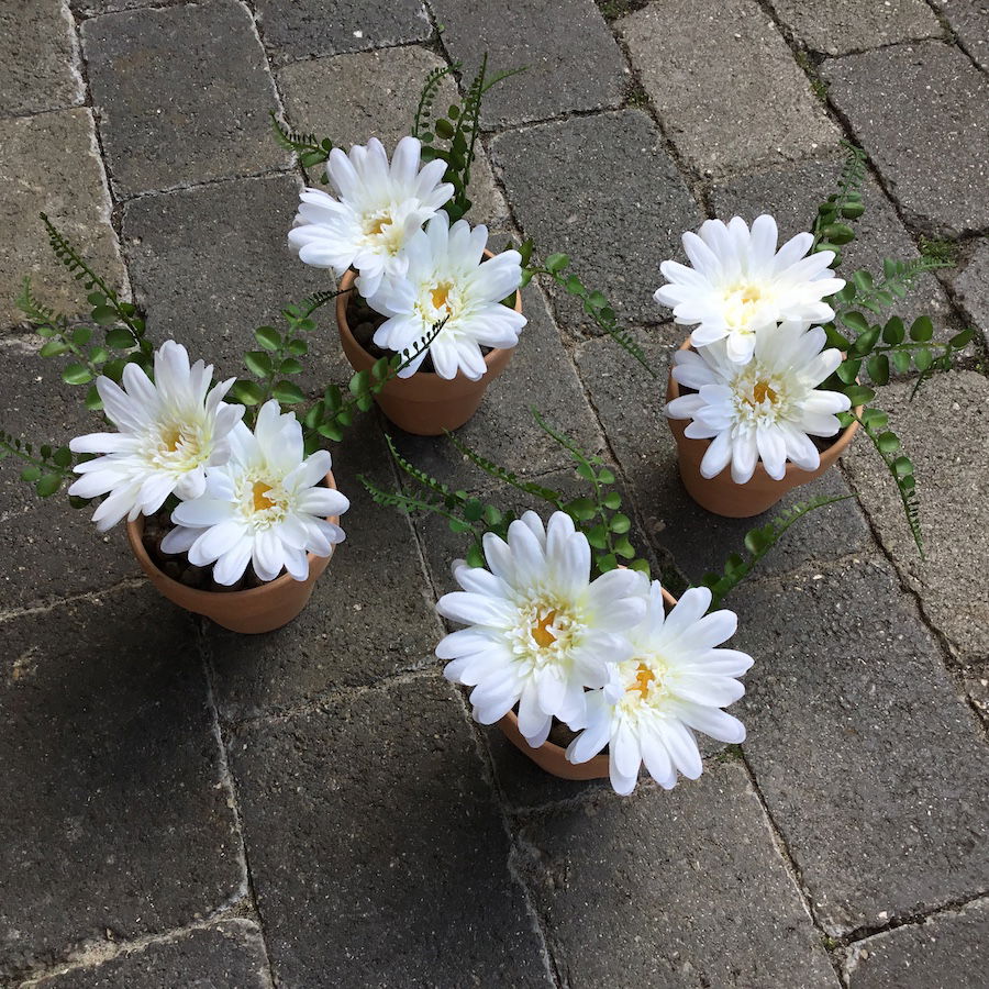 Hvid gerbera med 2 hoveder - Billede 4