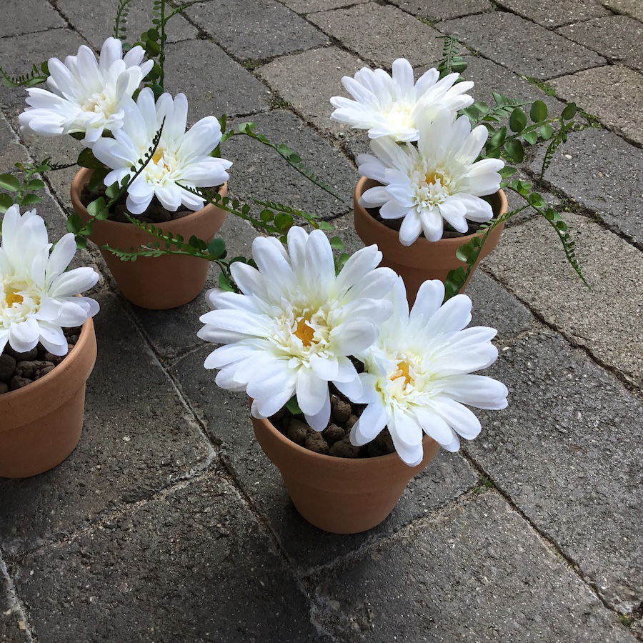 Hvid gerbera med 2 hoveder - Billede 5