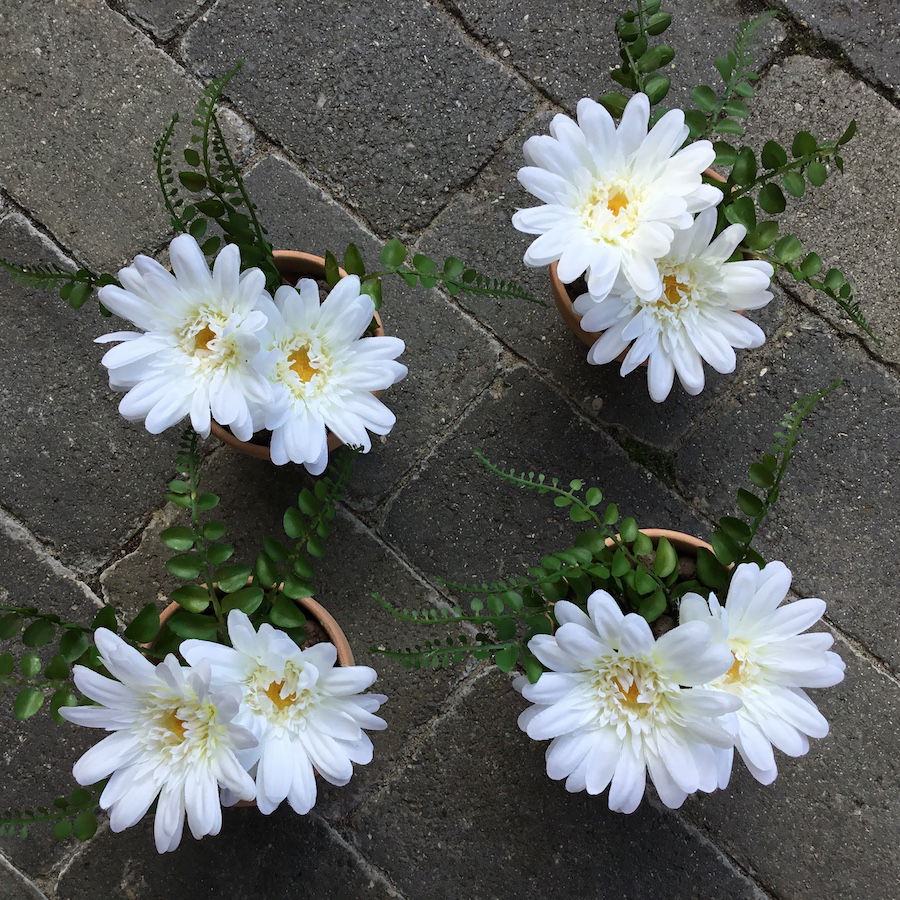 Hvid gerbera med 2 hoveder - Billede 6