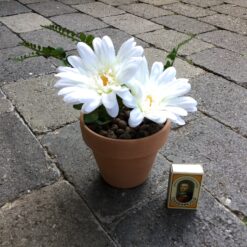 Alternative view of Hvid gerbera med 2 hoveder