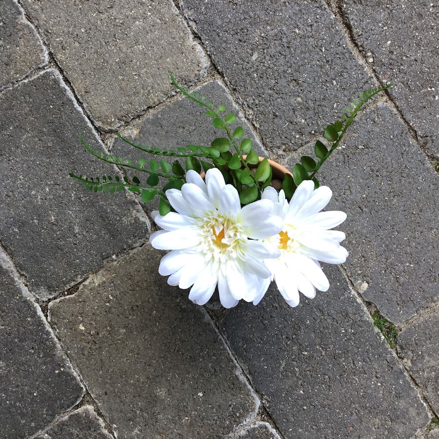 Hvid gerbera med 2 hoveder - Billede 3