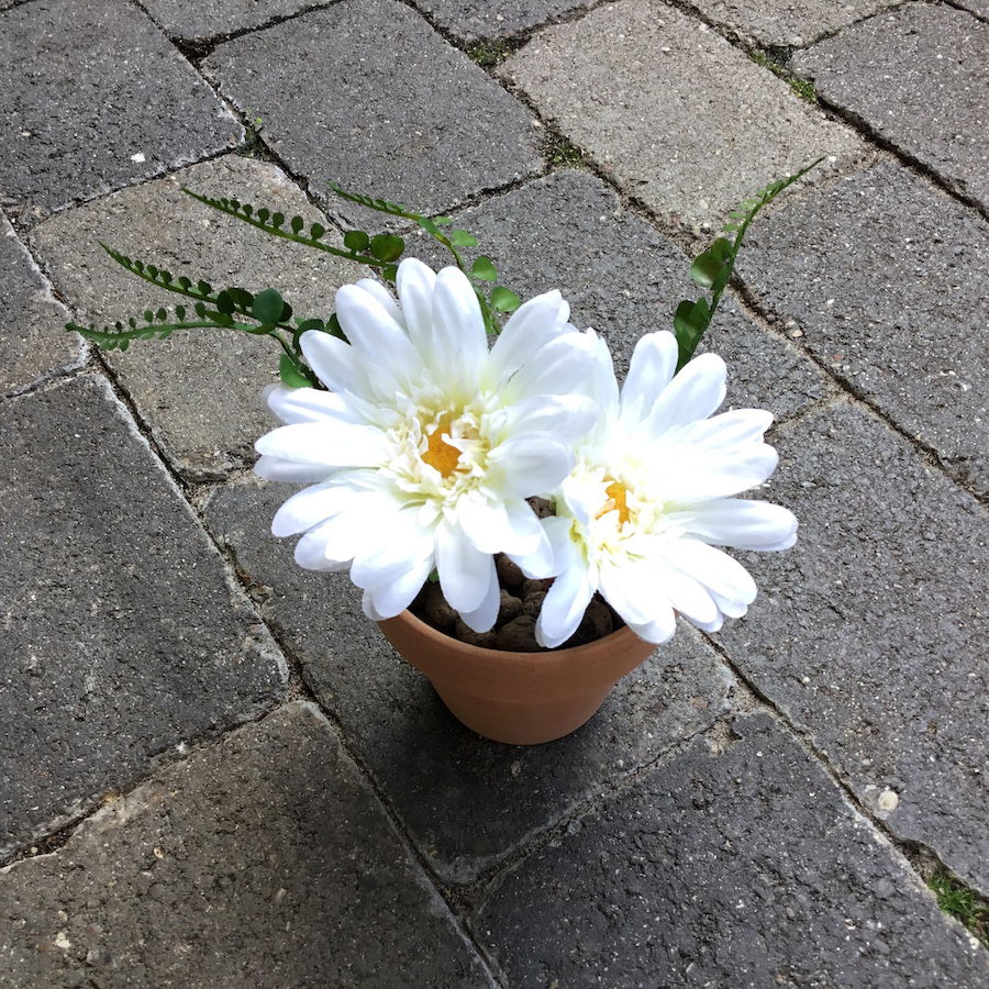 Hvid gerbera med 2 hoveder