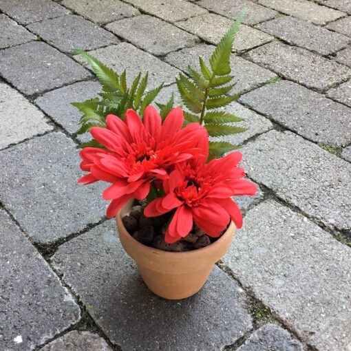 Rød gerbera i lerpotte