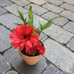 Alternative view of Rød gerbera med små blomster