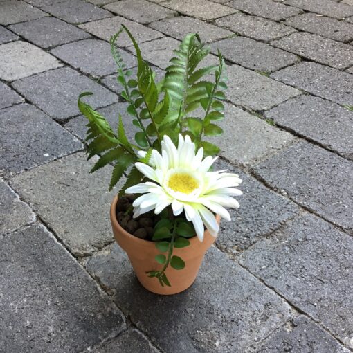 Hvid gerbera i lerpotte