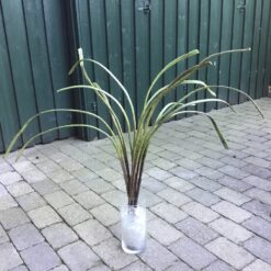 5 stk Langstilket kraftig grøn siv