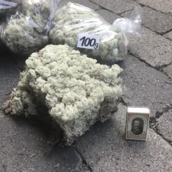 Mos i lys/hvid farve