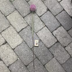 Alternative view of Naturtro lilla allium gren