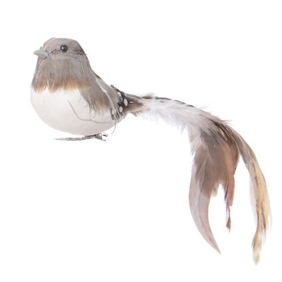 Brun plettet fugl med lang hale - Billede 4