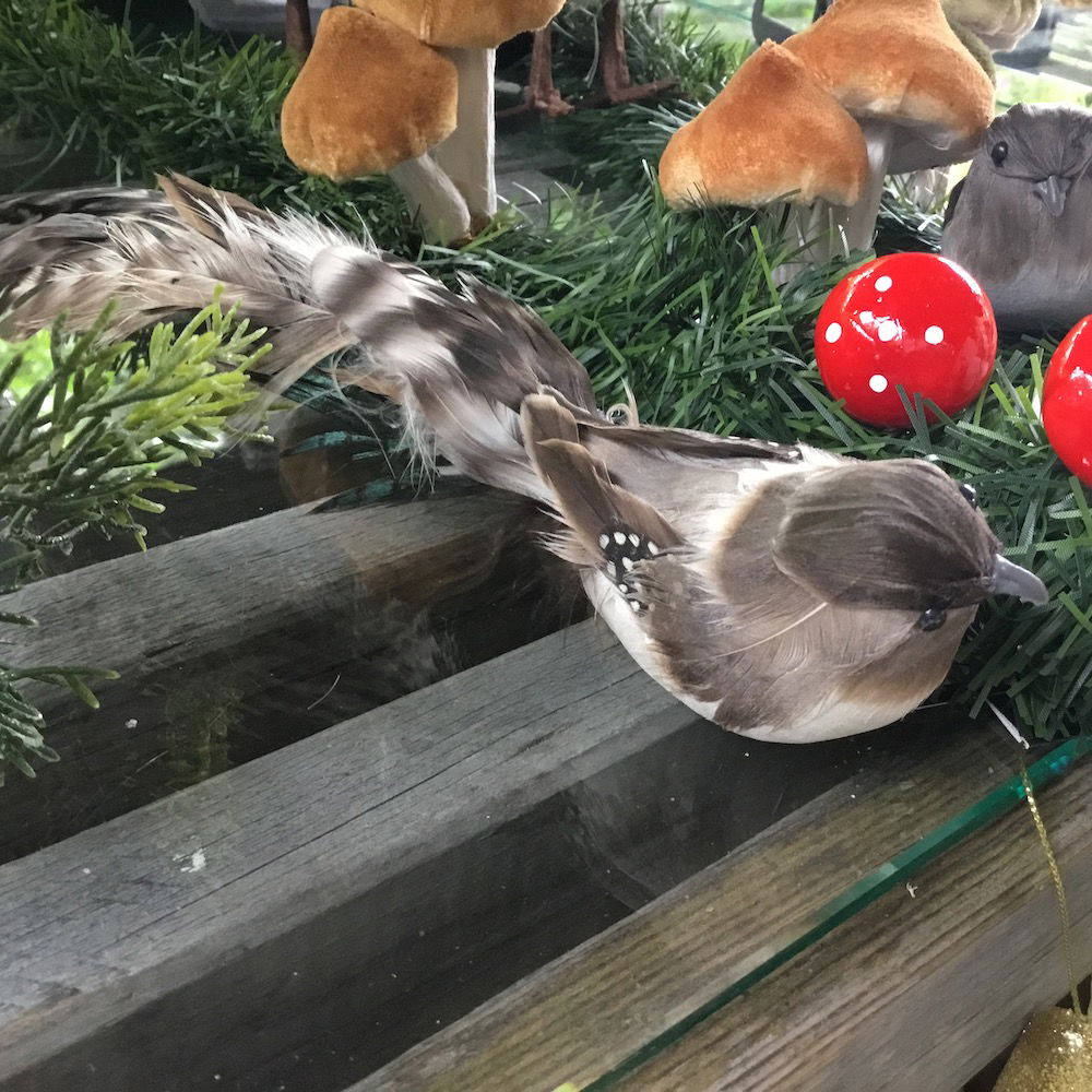 Brun plettet fugl med lang hale - Billede 3