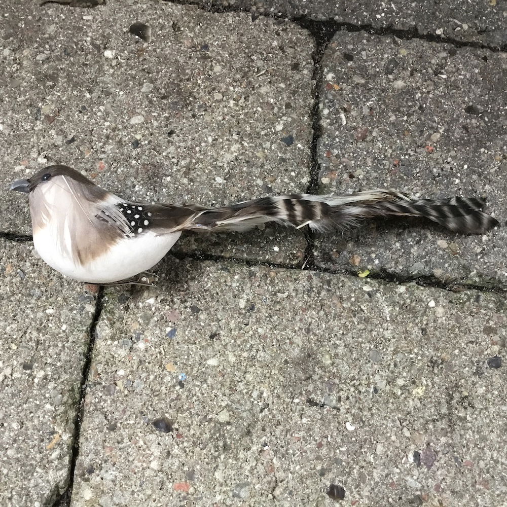 Brun plettet fugl med lang hale - Billede 5