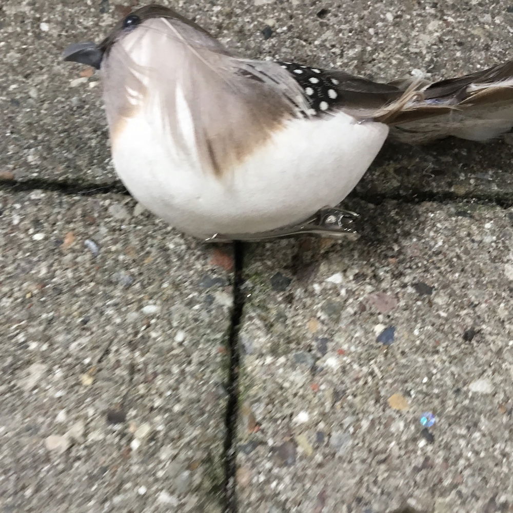 Brun plettet fugl med lang hale - Billede 7