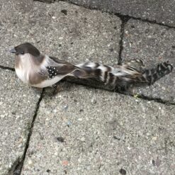 Brun plettet fugl med lang hale