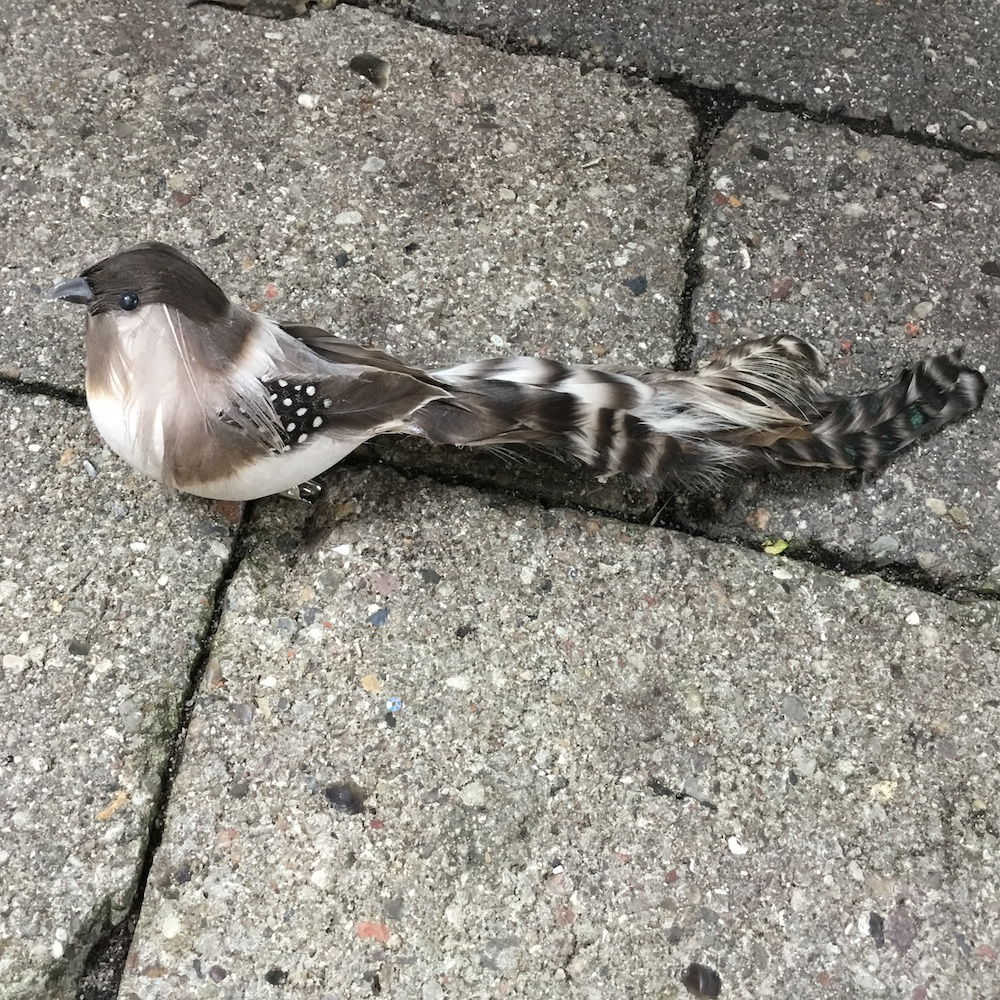 Brun plettet fugl med lang hale