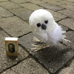 Alternative view of Hvid ugle med fjerdragt