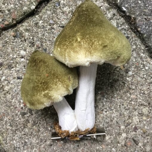 Grønne paddehatte 2 samlet