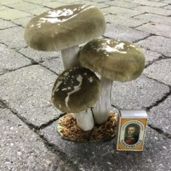 Alternative view of Høje grønne paddehatte 3 samlet