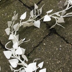 Alternative view of Lang frostet hvid hjertebladsranke