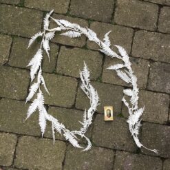 Alternative view of Lang frostet hvid bregneranke