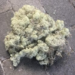 Alternative view of Lys blødt mos 100g