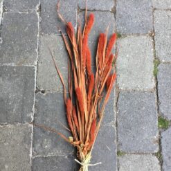 Tørrede blomster i orange farve