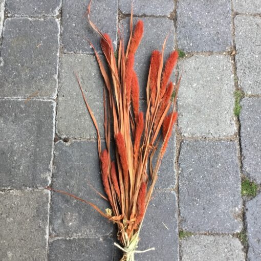 Tørrede blomster i orange farve