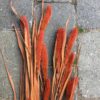 Tørrede blomster i orange farve