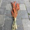 Tørrede blomster i orange farvev