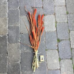 Tørrede blomster i orange farve