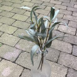 Eucalyptus grene enkle og fine
