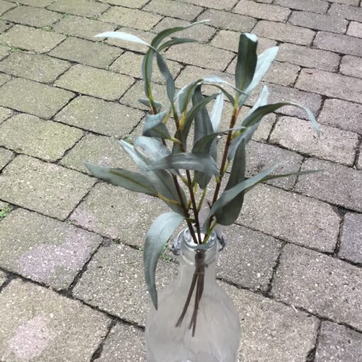 Eucalyptus grene enkle og fine