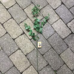 Alternative view of Naturtro eucalyptus enkel og fin