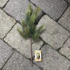 Alternative view of Naturtro grangren til dekoration