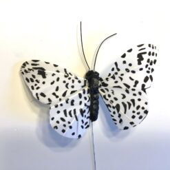 Plettet sort hvid sommerfugl