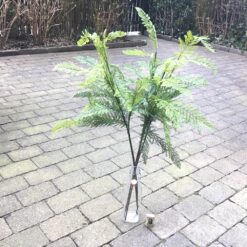 Alternative view of 5 x langstilket bregnegren