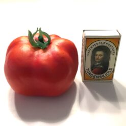 Alternative view of Dekorativ rød bøf tomat