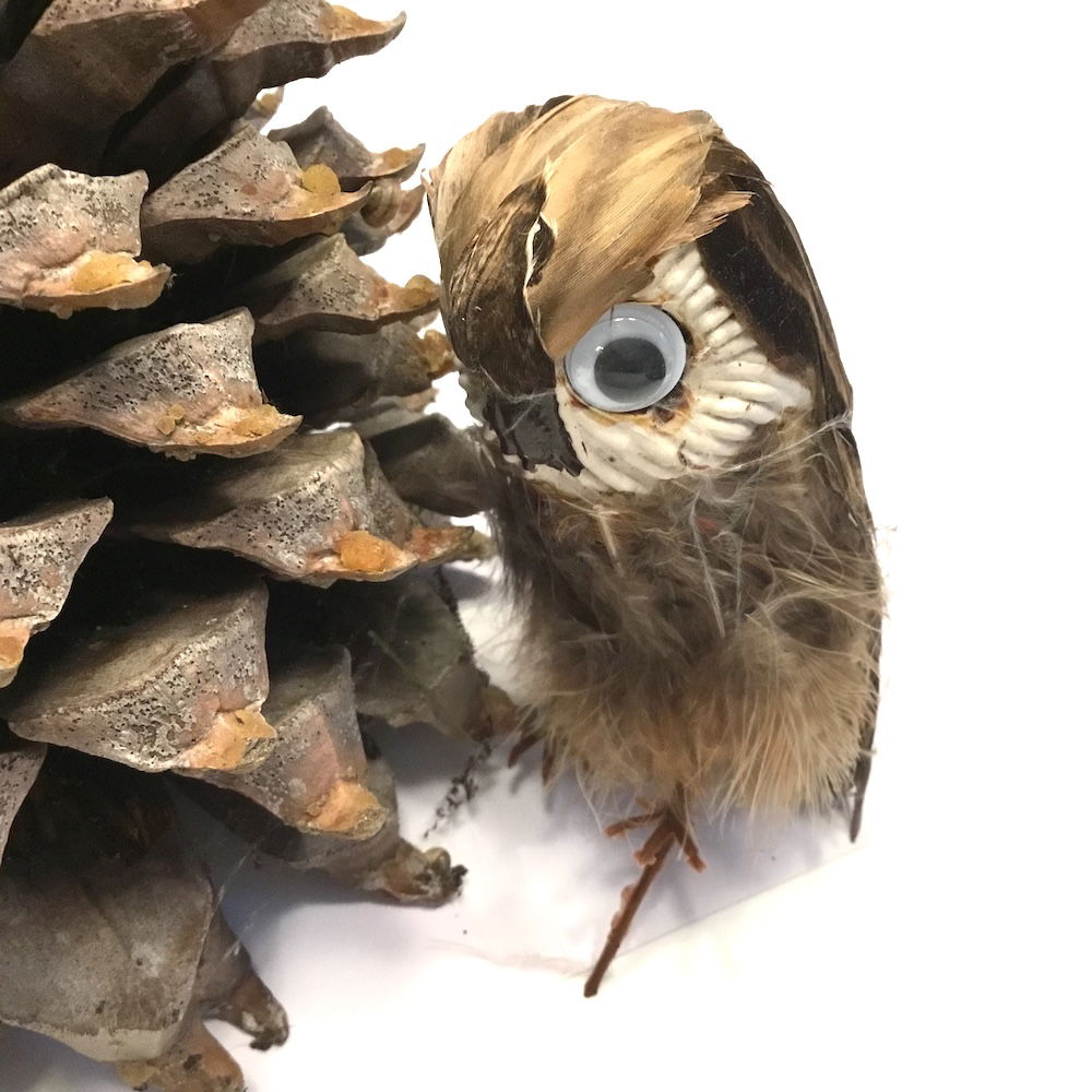 Ugle med store øjne - Billede 3