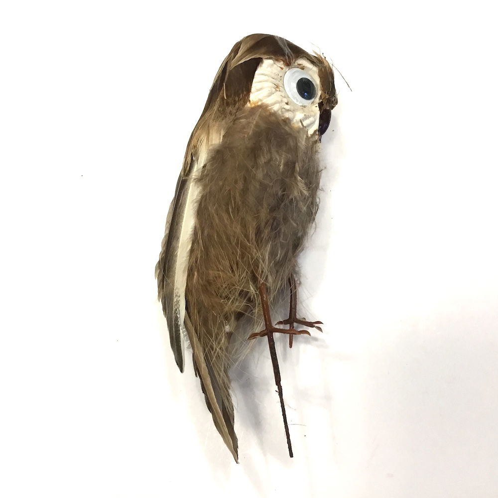 Ugle med store øjne - Billede 13