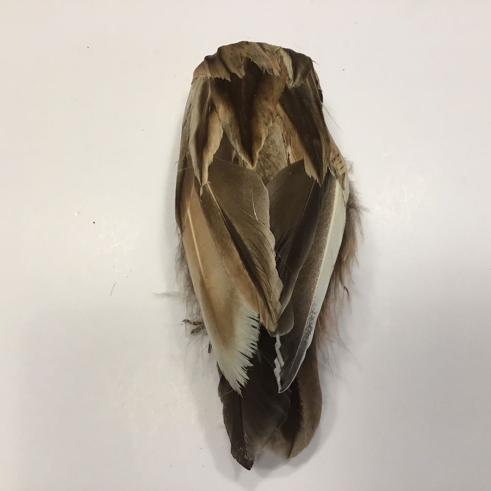 Ugle med store øjne - Billede 5