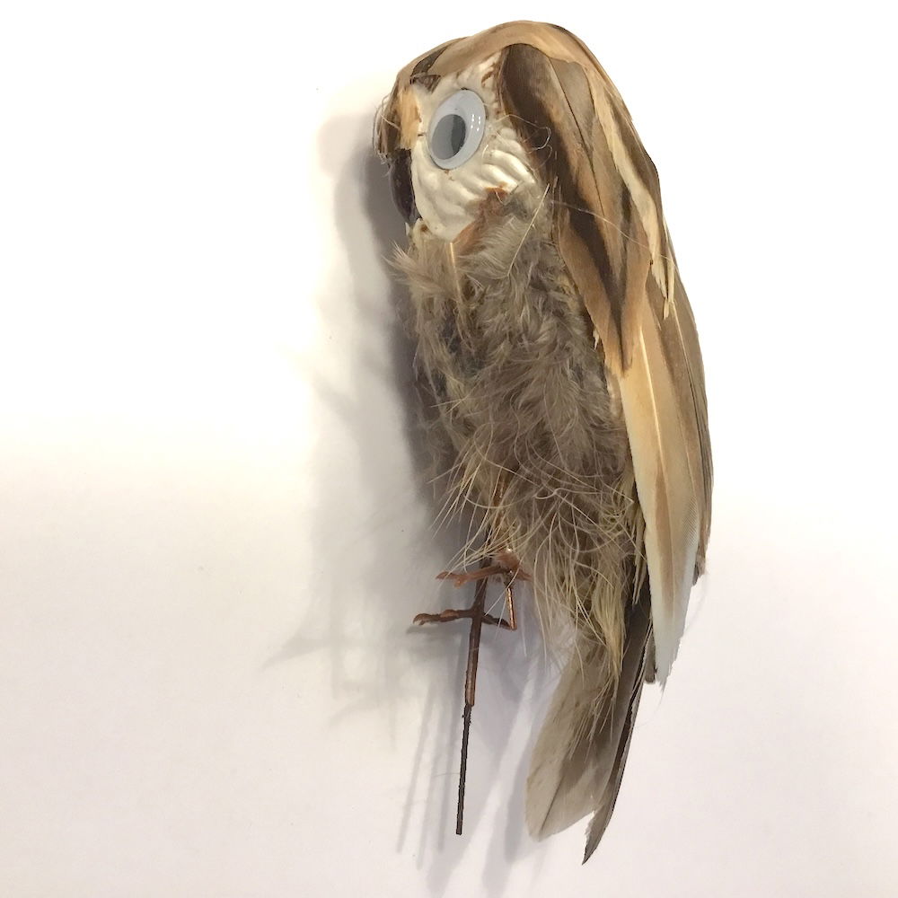 Ugle med store øjne - Billede 11