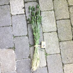 Alternative view of Mørkegrøn dekorativ tørrede Phalaris